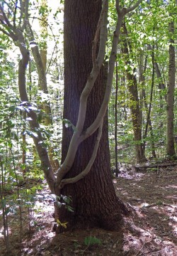 Tree Hugging Photo: Patricia Liddle