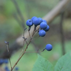 Blue Cohosh Photo: AM Dannis