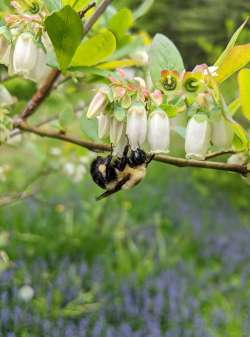 Blueberry bumblebee Photo: Starlett Anderson