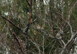 Cedar Waxwings in Tree Photo: Lauran Corson