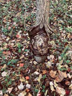 Walnut Photo: Bill Charlton