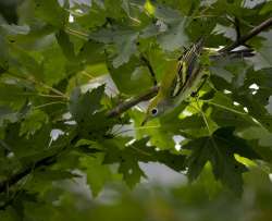 Chestnut warbler Photo: Larry Litke