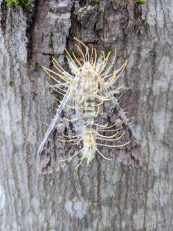 Cordyceps moth Photo: Nathan Kurz