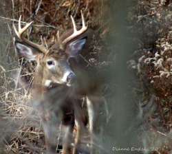 Deer woods Photo: Dianne Engleke