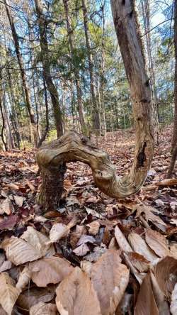 Twisted tree Photo: Matty DeLuca