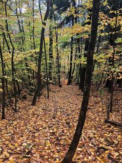 Woods walk Photo: Rodney Johnson