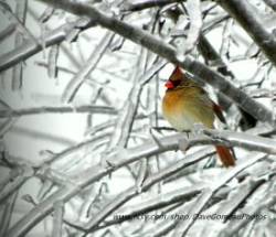 Female cardinal Photo: David Gomeau