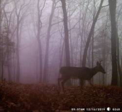 Foggy Deer on Mountain Photo: Bonnie Honaberger