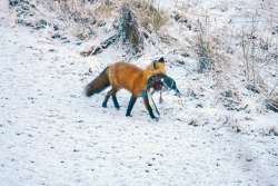 Fox dinner Photo: Kirk T. Gentalen