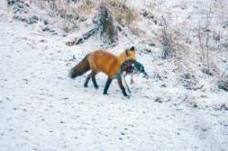 Fox dinner Photo: Kirk T. Gentalen