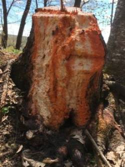 Fungal growth Photo: William Tayler