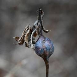 Goldenrod gall Photo: Sandy Dannis