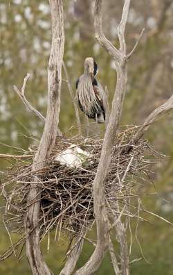 Great blue heron Photo: Jackie Robidoux