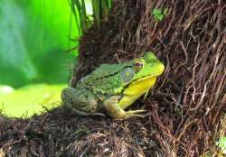 Bullfrog Photo: Richard Philben