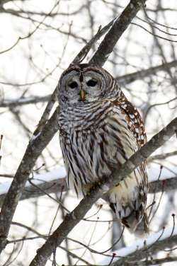 Barred owl Photo: Ken Hatch