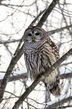 Barred owl Photo: Ken Hatch