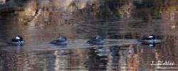 Hooded Merganser Photo: Eric D'Aleo