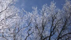 36_ice_on_branches.jpg