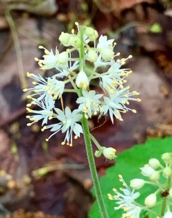 Foamflower Photo: Jane Schlossberg