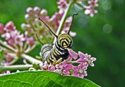 monarch Photo: Tami Gingrich