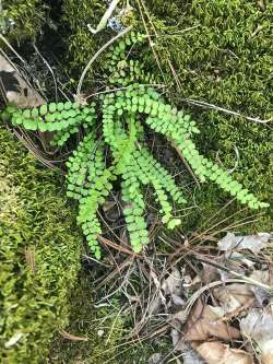 Maidenhair fern Photo: Mary S. Landon