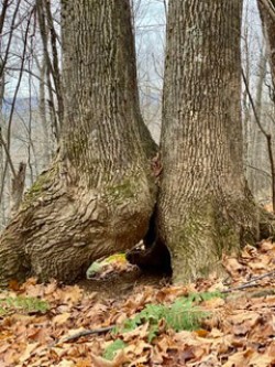 Marshfield Trees Photo: Matt DeLuca