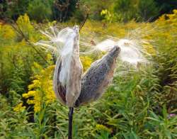 Milkweed pods Photo: Sheri Larsen