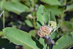 Milkweed Photo: Judy Sweet