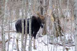 Moose Photo: Lonnie S. Jandreau