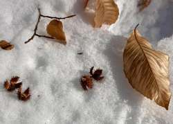 Nuts on snow Photo: Karinne Heise