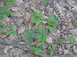 Oak Seedling Photo: Patricia Liddle