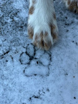 Paw ice Photo: Patricia Sweitzer