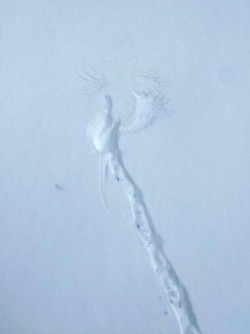 Pheasant print Photo: Brooke Nye