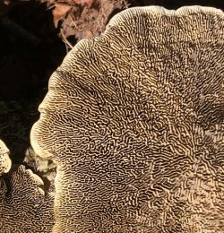 Polypore Photo: David Porter