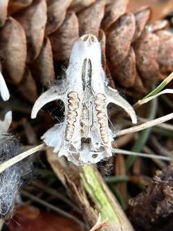 Rodent skull Photo: Kirk T. Gentalen