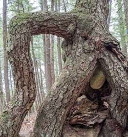 Root tree Photo: Marcy Stanton