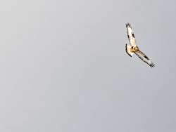 Hawk Photo: Tami Gingrich