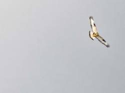 Hawk Photo: Tami Gingrich