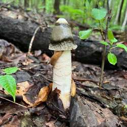 Slugs on stinkhorn Photo: Sandy Dannis