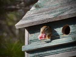 Squirrel Photo: Linda Carlsen Sperry