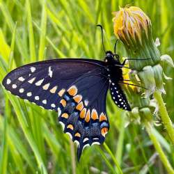 Swallowtail Photo: AM Dannis