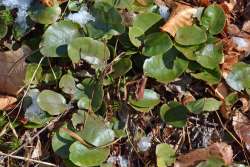 Trailing arbutus leaves Photo: Judy Sweet