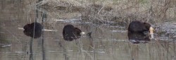 36_three_beavers.jpg