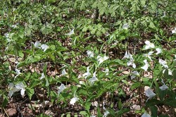 36_trillium.jpg