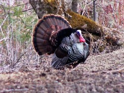 Turkey Season Photo: Paul Fillion