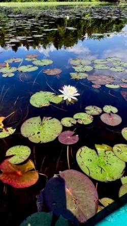 White water lily Photo: Matt DeLuca