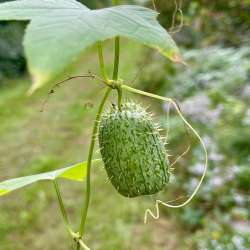 Wild cucumber Photo: AM Dann