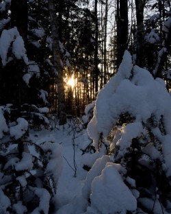 Winter sun Spruce Photo: AM Dannis