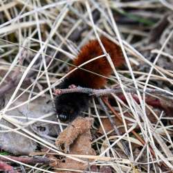 Wooly bear Photo: Sandy Dannis