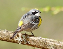 Warbler Photo: Karinne Heise